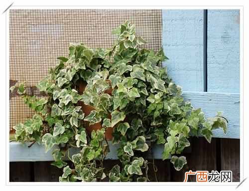 新装修的房子放什么植物可以除甲醛（推荐6种最