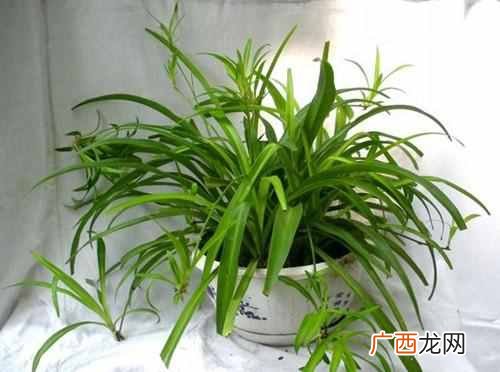 新装修的房子放什么植物可以除甲醛（推荐6种最