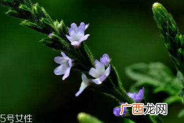 草药就是中药吗？一个是前世一个是今生