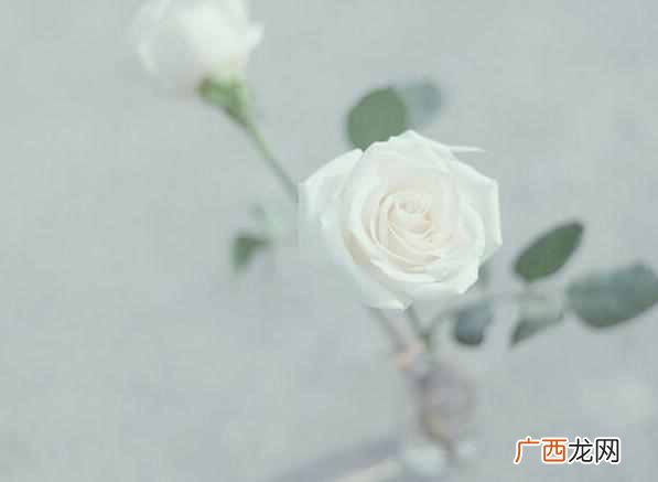 白色玫瑰花语是什么 白色玫瑰代表什么寓意