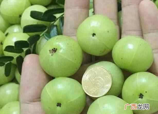 南方水果大全 南方有什么水果特产