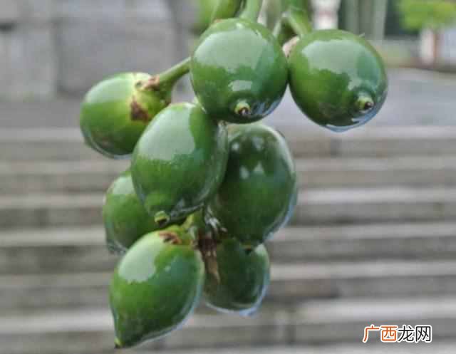 南方水果大全 南方有什么水果特产
