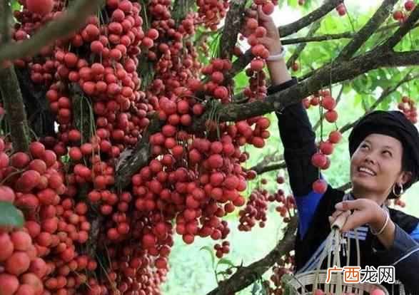 南方水果大全 南方有什么水果特产