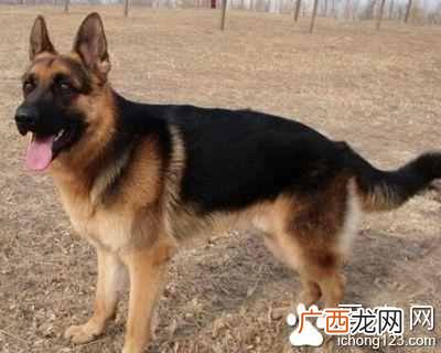 德国牧羊犬吃什么食物（德国牧羊犬饲养注意事