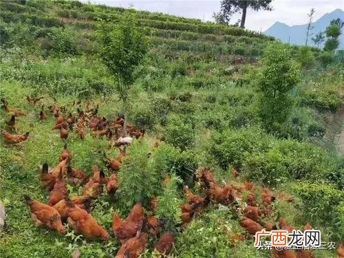 创业小项目,农村创业网项目
