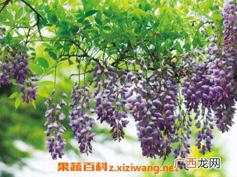 紫藤花的养殖方法和注意事项