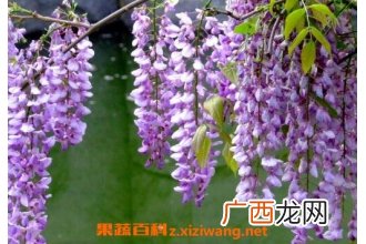 紫藤花的养殖方法和注意事项