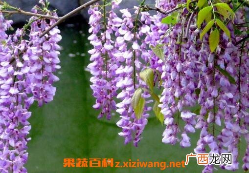紫藤花的养殖方法和注意事项