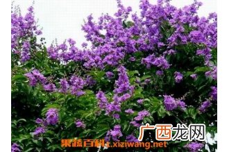 紫薇花的养殖方法和注意事项