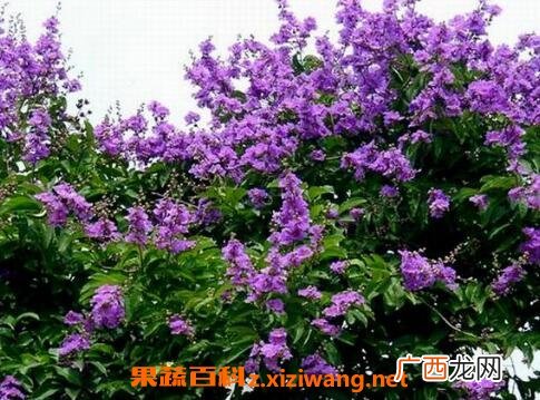 紫薇花的养殖方法和注意事项