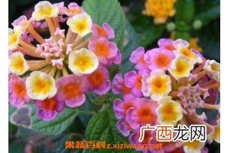吉祥如意花的养殖方法和养殖技巧
