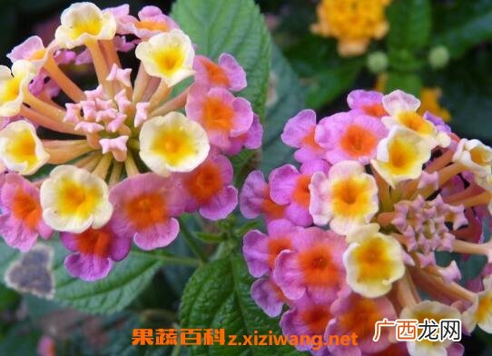 吉祥如意花的养殖方法和养殖技巧