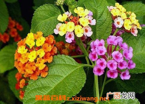 吉祥如意花的养殖方法和养殖技巧