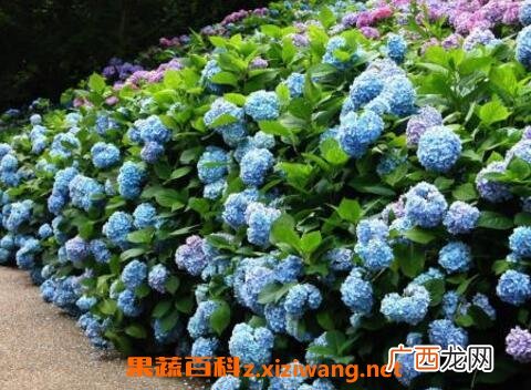 绣球花的养殖方法和注意事项