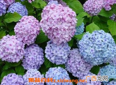 绣球花的养殖方法和注意事项