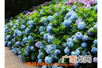 绣球花的养殖方法和注意事项