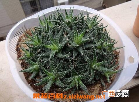 雪花芦荟的养殖方法和注意事项