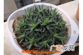雪花芦荟的养殖方法和注意事项