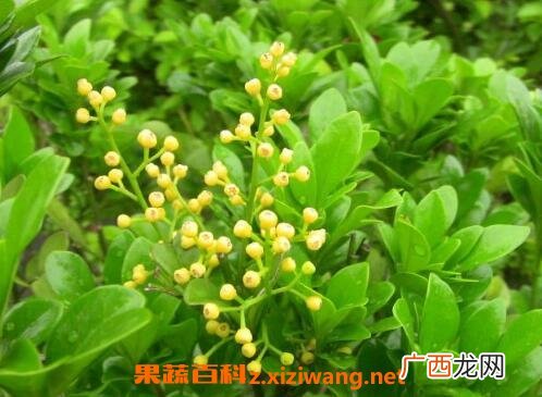 米兰花的养殖方法和注意事项