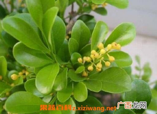 米兰花的养殖方法和注意事项