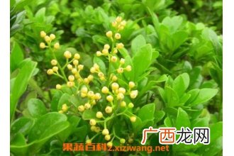米兰花的养殖方法和注意事项