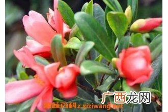 四季茶花养殖方法和注意事项