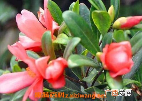 四季茶花养殖方法和注意事项