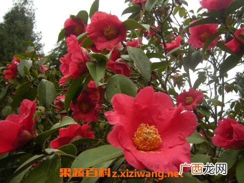 四季茶花养殖方法和注意事项