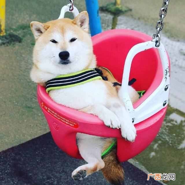 天蝎是什么动物（天蝎座代表着什么动物)