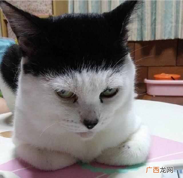 天蝎是什么动物（天蝎座代表着什么动物)