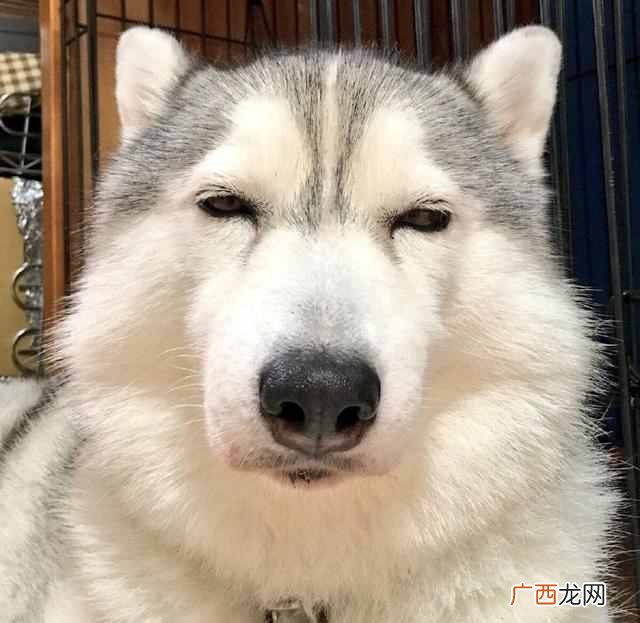 天蝎是什么动物（天蝎座代表着什么动物)