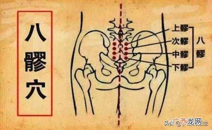 五脏六腑气血之次髎穴 五脏六腑位置图
