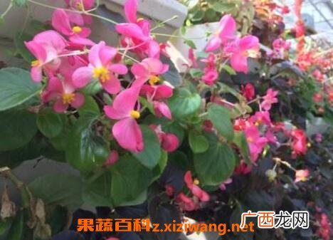 竹叶海棠花的养殖方法和养殖技巧