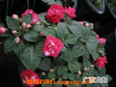 重瓣非洲凤仙花的养殖方法与注意事项