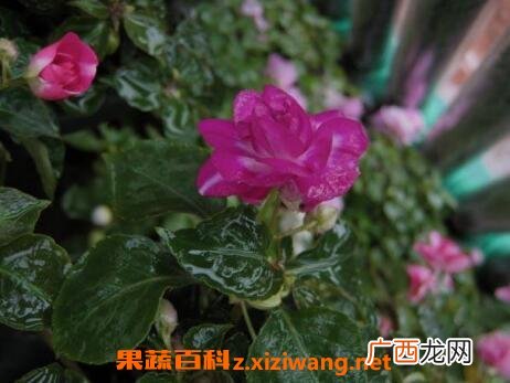 重瓣非洲凤仙花的养殖方法与注意事项