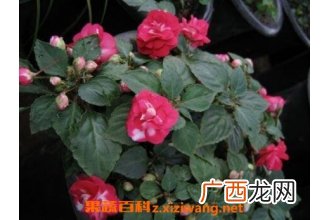 重瓣非洲凤仙花的养殖方法与注意事项