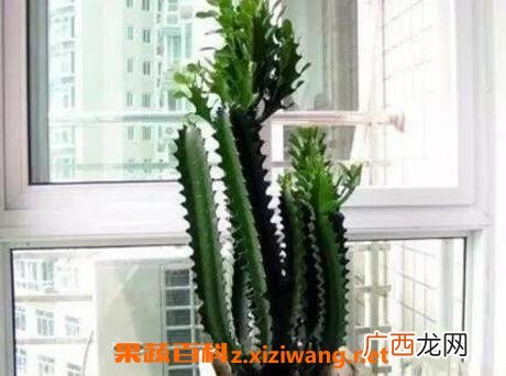 巴西龙骨的功效与作用及药用价值
