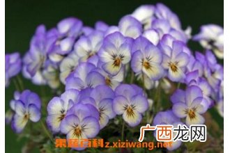 紫罗兰花的养殖方法与繁殖