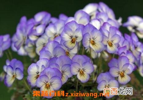 紫罗兰花的养殖方法与繁殖