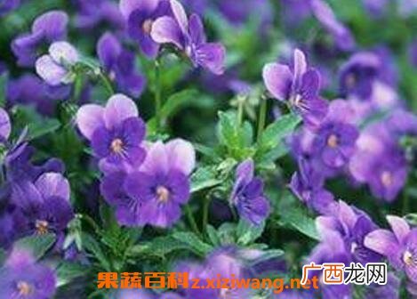 紫罗兰花的养殖方法与繁殖