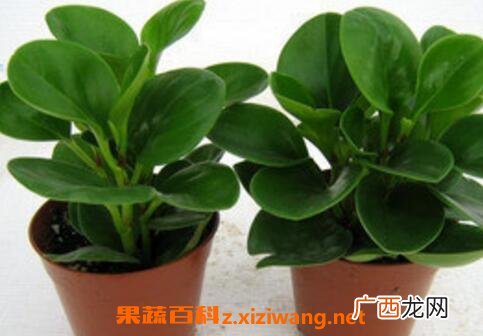 碧玉花的养殖方法和注意事项