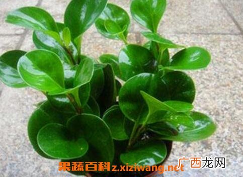 碧玉花的养殖方法和注意事项