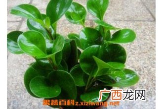碧玉花的养殖方法和注意事项