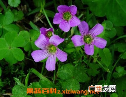 紫花酢浆草的养殖方法
