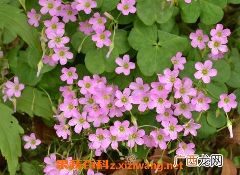 紫花酢浆草的养殖方法