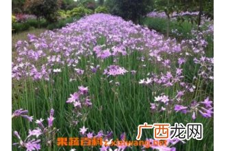紫娇花的养殖方法和繁殖方式