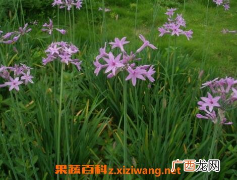紫娇花的养殖方法和繁殖方式