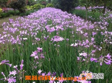 紫娇花的养殖方法和繁殖方式