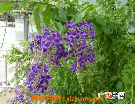 紫金露花的养殖方法和繁殖方式