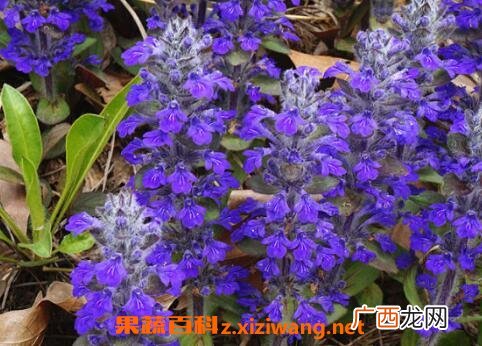 紫金露花的养殖方法和繁殖方式